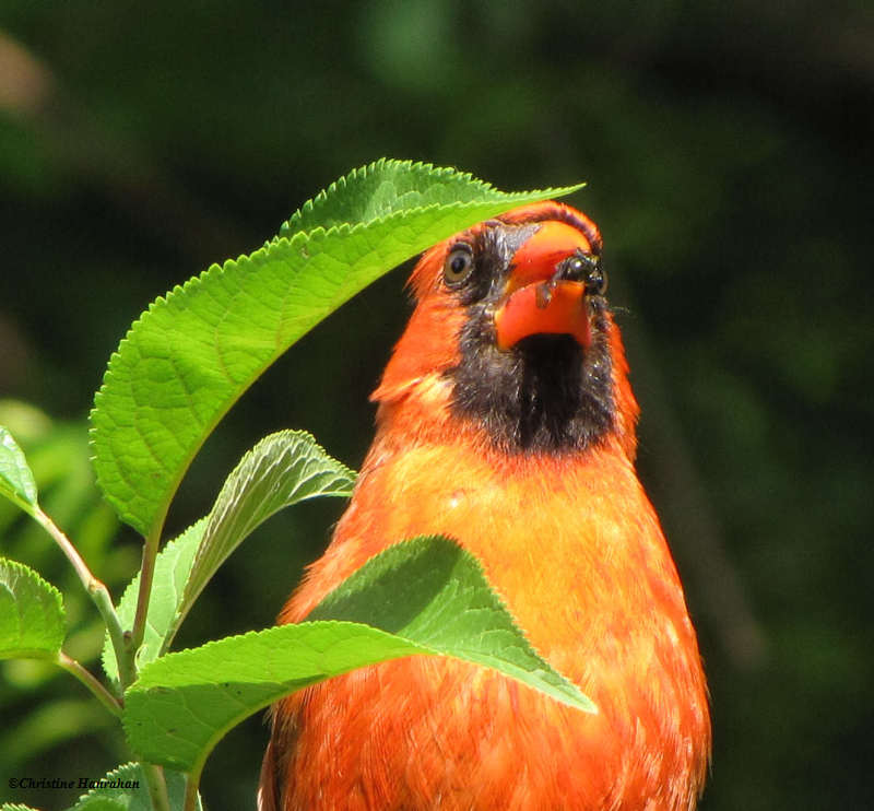 Northern cardinal, male