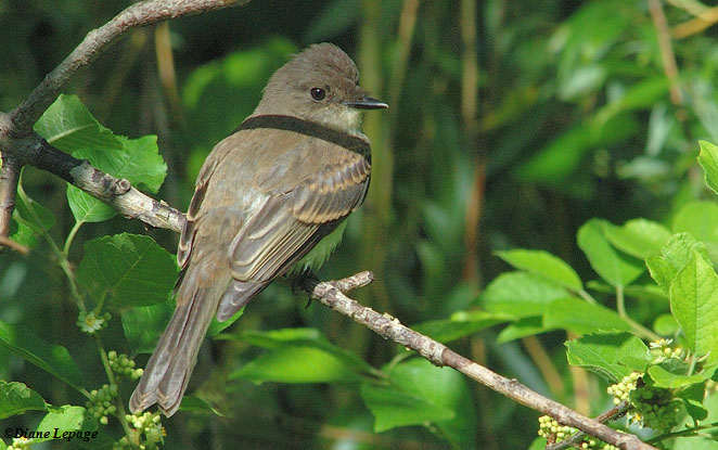 Eastern Phoebe