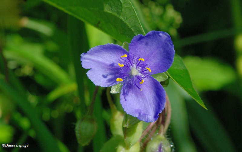 Spiderwort (Tradescantia)