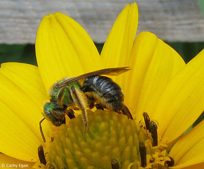 Sweat bee (Agapostemon sp.)