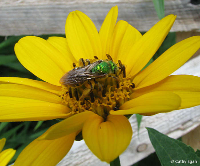 Sweat bee (<em>Agapostemon</em> sp.)