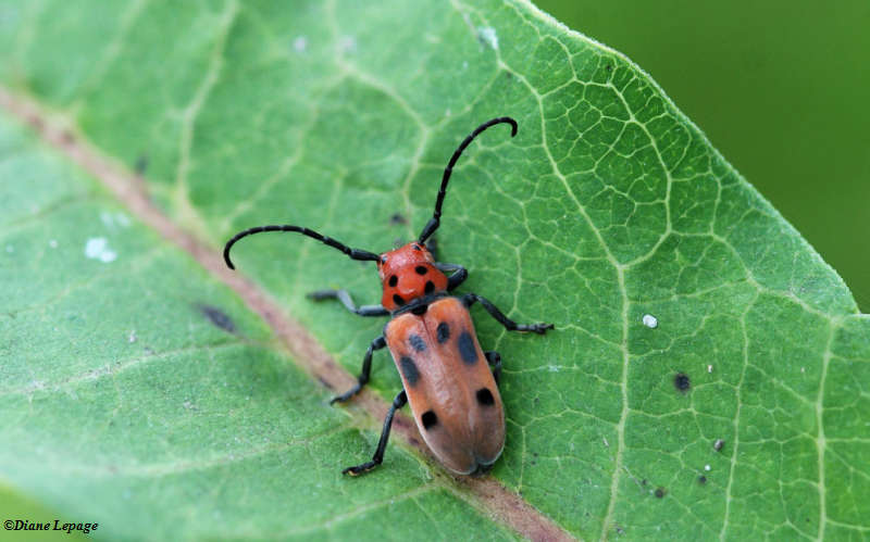 Red Milkweed Beetle  (Tetraopes tetraopthalmus)