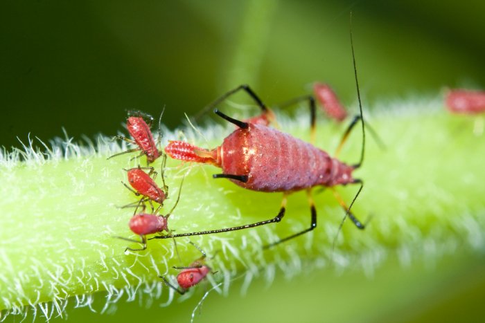 Aphids (possibly Uroleucon rudbeckiae)