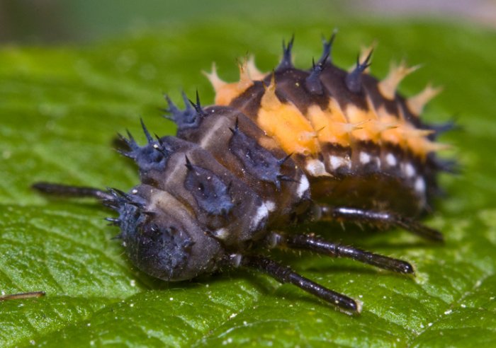 Asian Ladybeetle larva