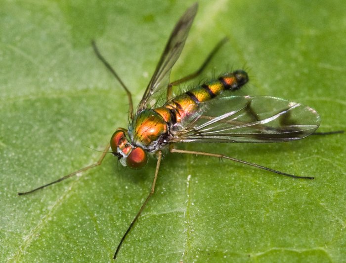 Long-legged fly (Condylostylus sp.)