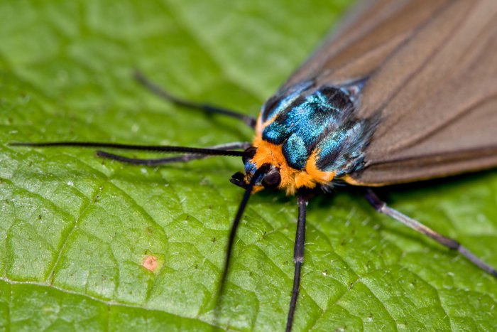 Ctenucha moth  (Ctenucha virginica), #8262