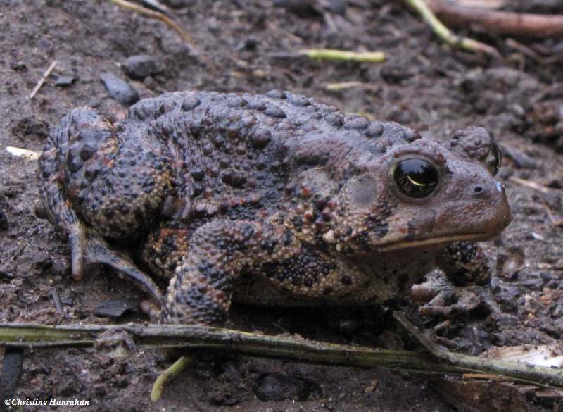 American toad  (Bufo americanus)