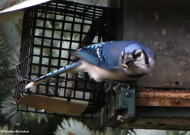 Blue Jay