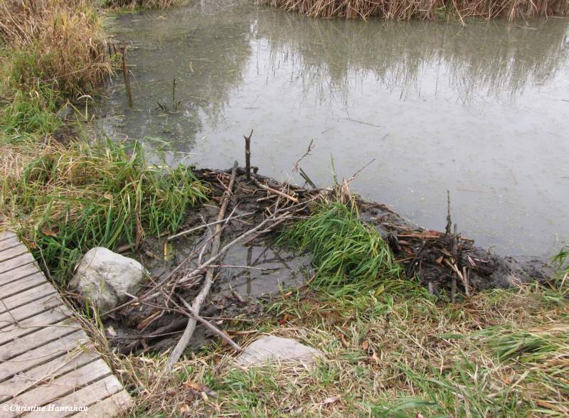 Beaver dam