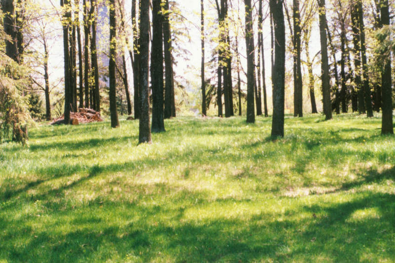The Ash Woods, spring 1991