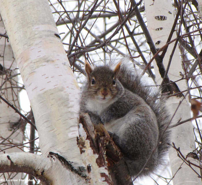 Grey squirrel in birch grove