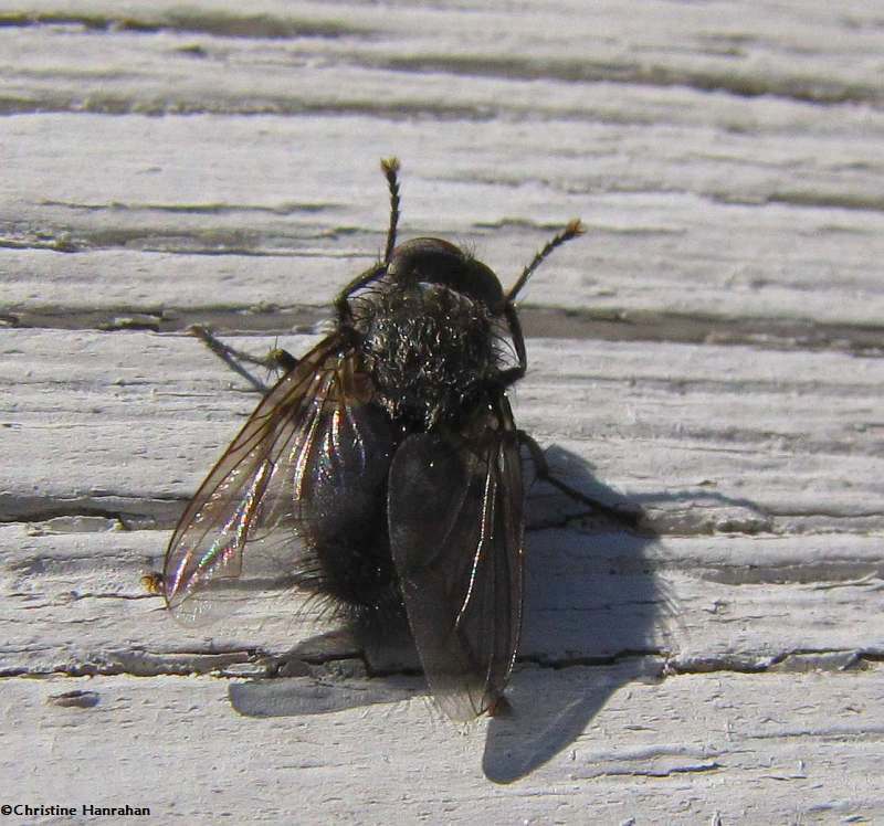 Cluster fly (Pollenia sp.)
