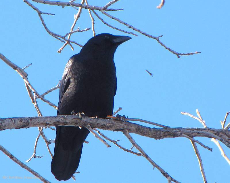 Crow gathering nest material