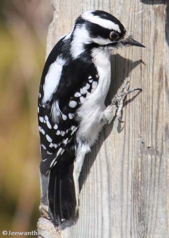 Downy Woodpecker, female