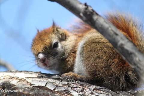 Red squirrel with sore nose