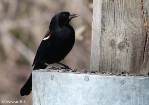 Red-winged Blackbird, male