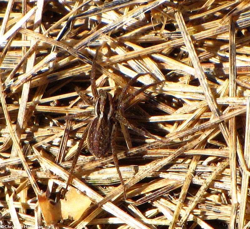 Grass spider (Agelenopsis sp.)