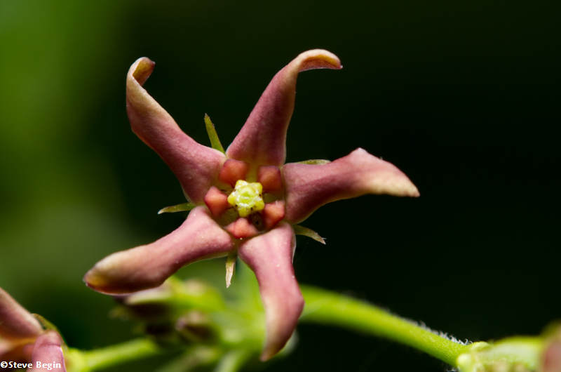Pale swallowwrt/Dog-strangling vine