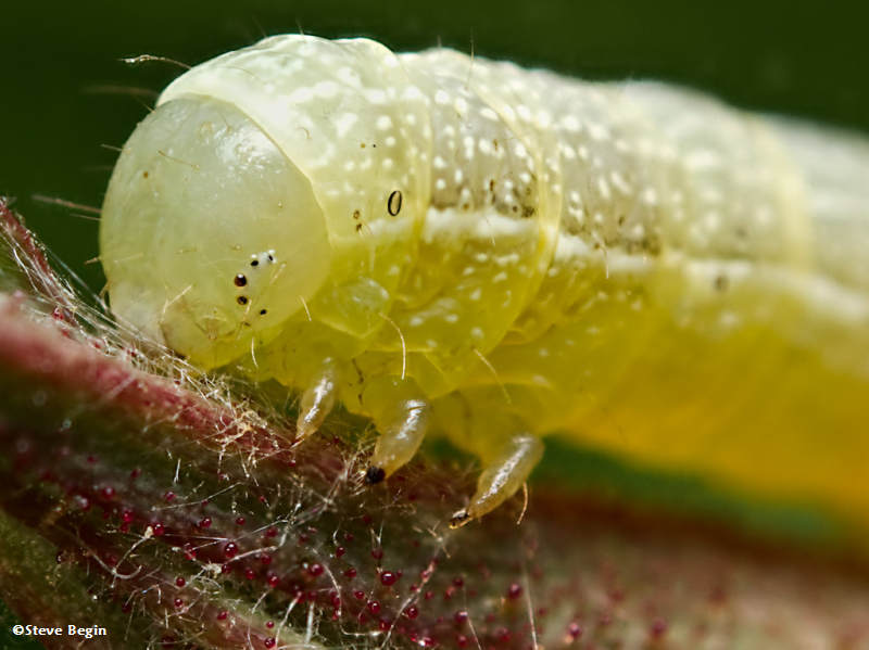 Head of a caterpillar
