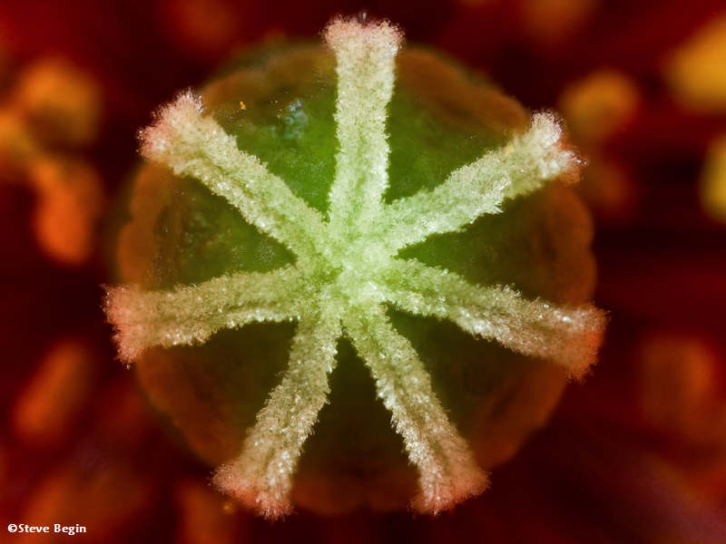 The inside of a poppy