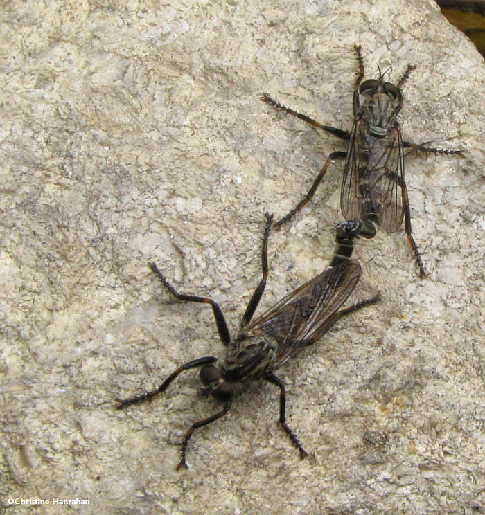 Mating robber flies (Asilid sp.)