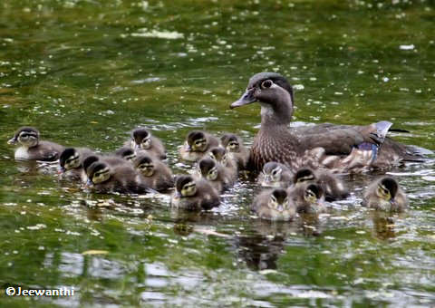 Wood duck with young