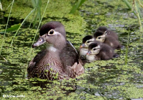 Wood duck with young