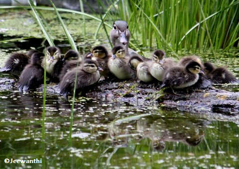 Wood duck with young