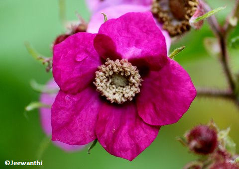  Purple flowering raspberry (Rubus odoratus)