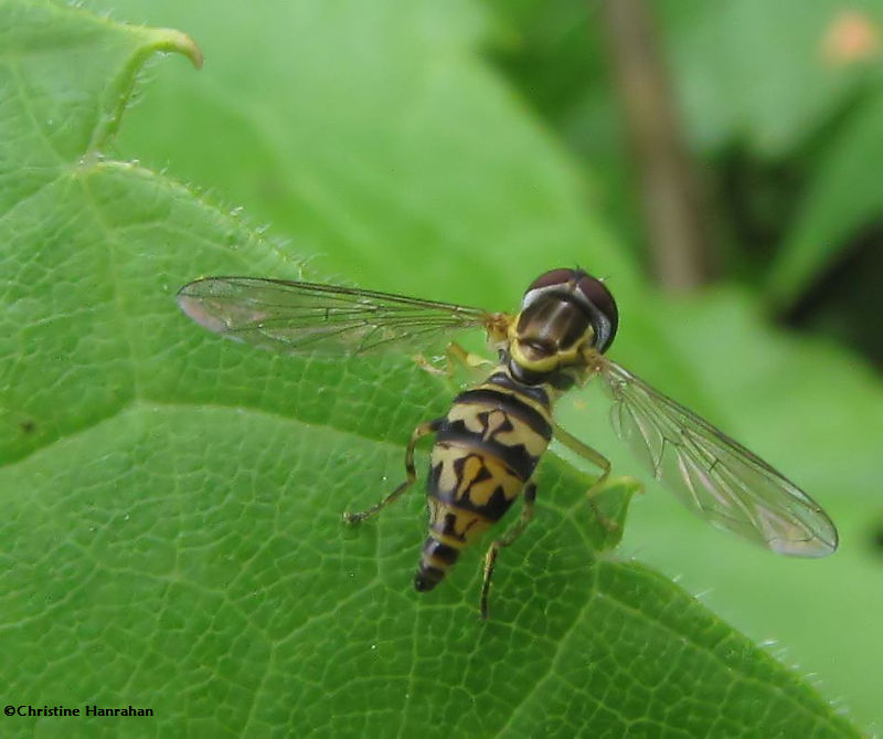 Hover fly (Toxomerus geminatus)  female