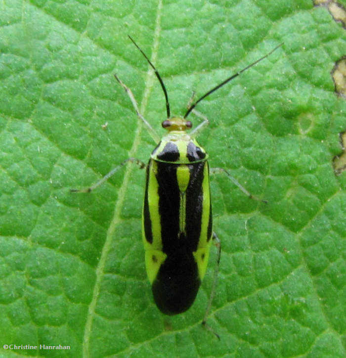 4-lined plant bug (Poecilocapsus lineatus)