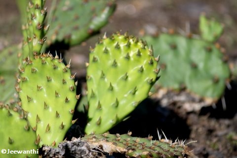 Prickly pear cactus (Opuntia)