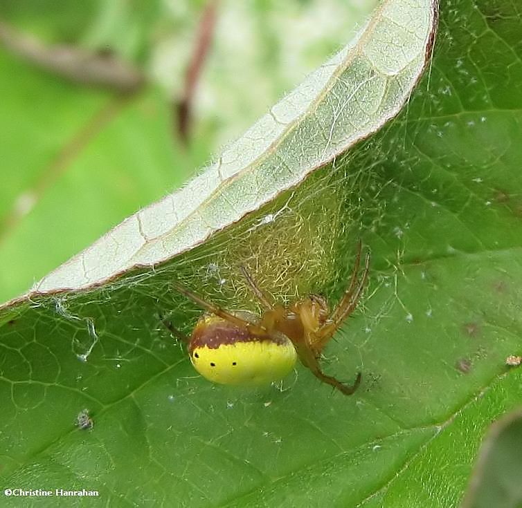 Six-spotted orbweaver with egg mass