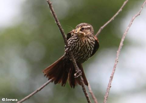 Red-winged blackbird, female, carrying food
