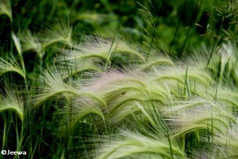 Barley foxtail (Hordeum jubatum)