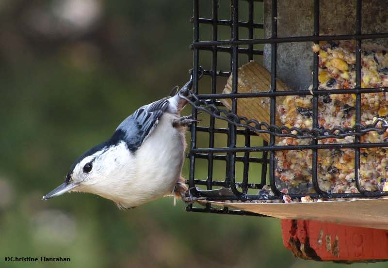White-breasted nuthatch at suet
