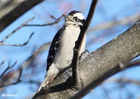 Downy Woodpecker