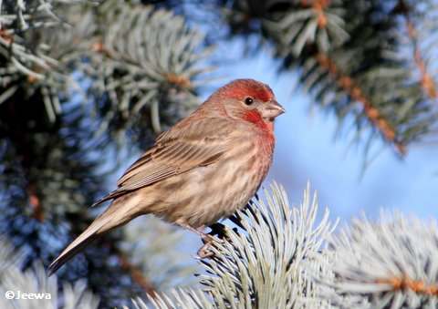 House finch, male