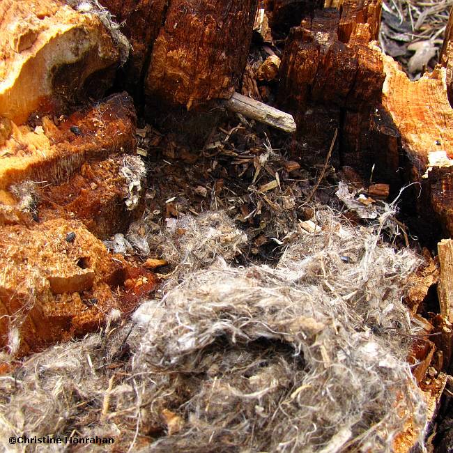 Mouse nest
