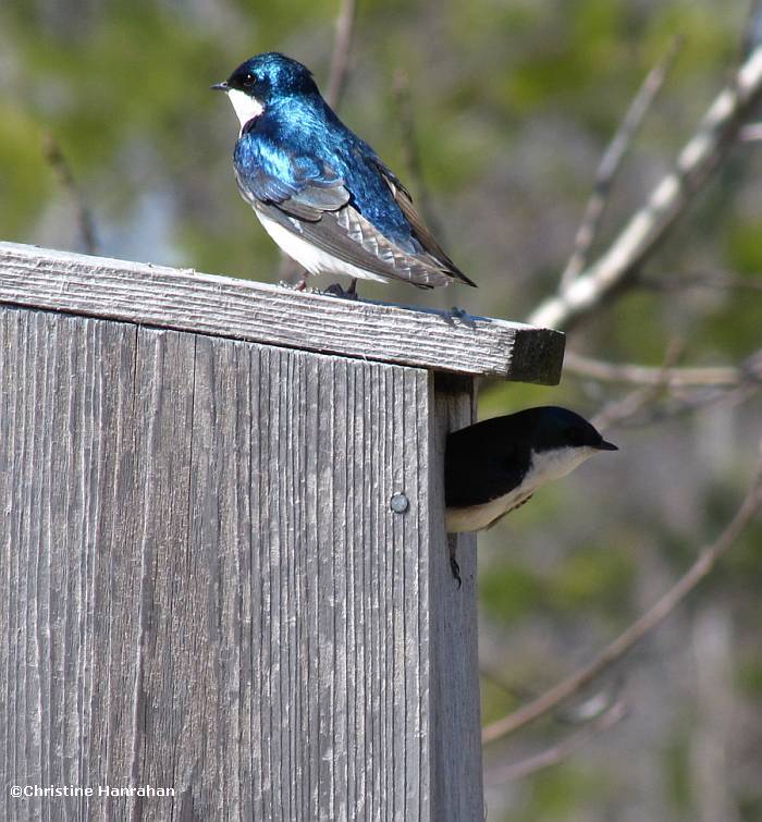 Tree swallow, pair