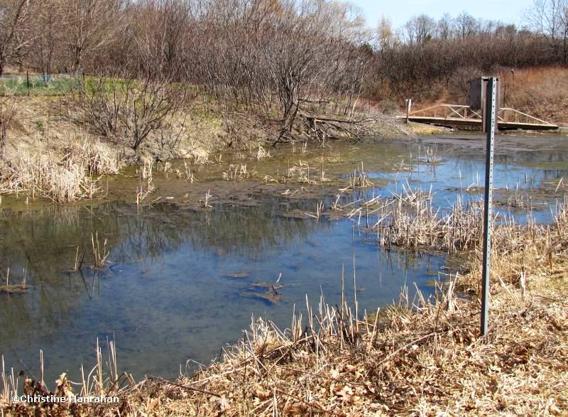 Pond