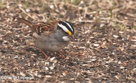 White-throated sparrow/Bruant  gorge blanche