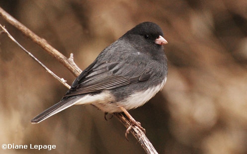 Dark-eyed Junco/Junco ardoiss 