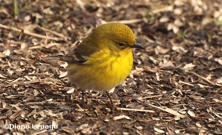 Pine warbler/Paruline des pins