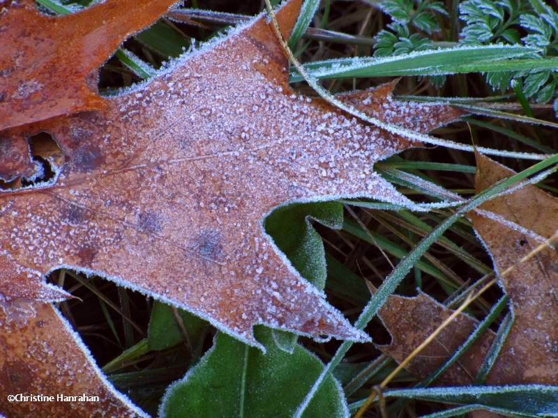 Frosty oak leaf