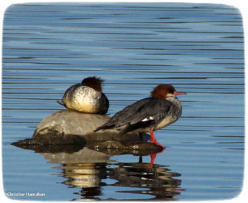 Red-breasted mergansers