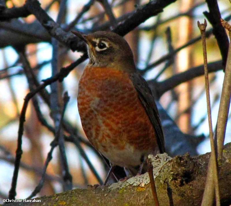 American robin