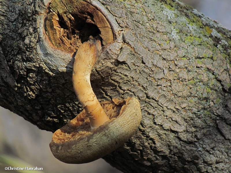 Mushroom