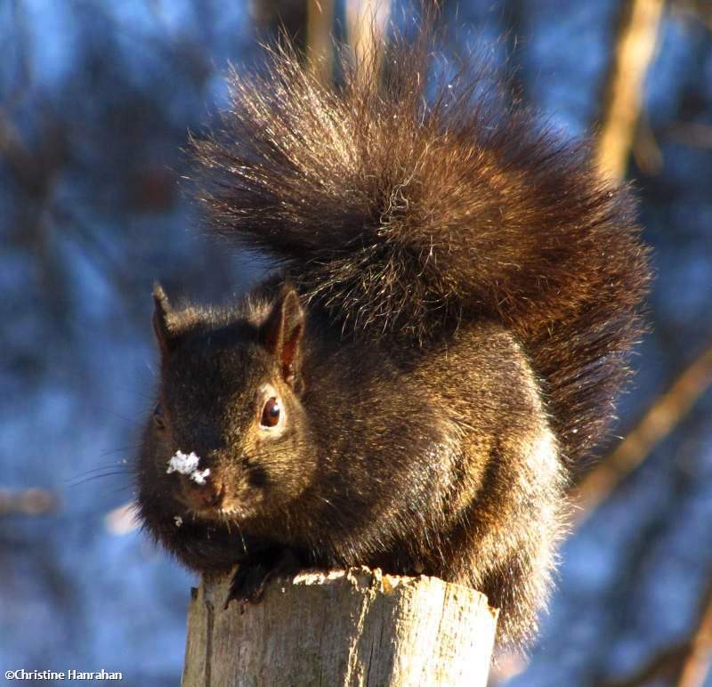 Grey squirrel, black phase