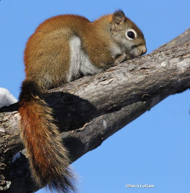 Red squirrel